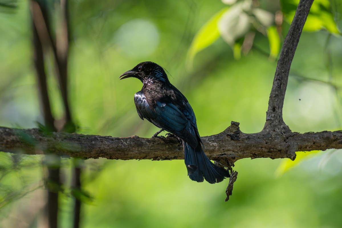 Hair-crested Drongo - ML620533014