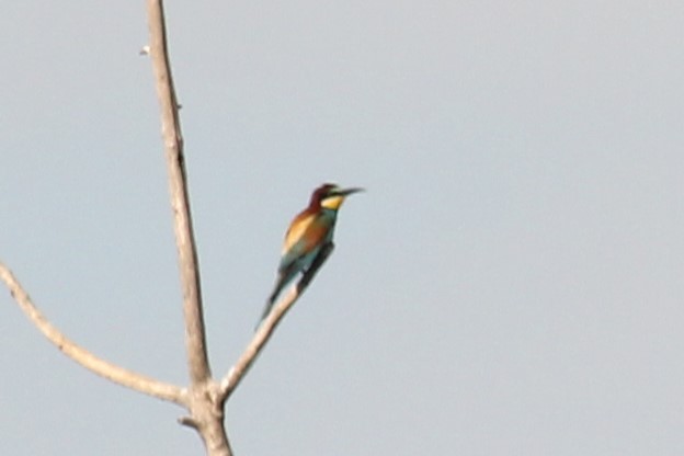 European Bee-eater - ML620533016