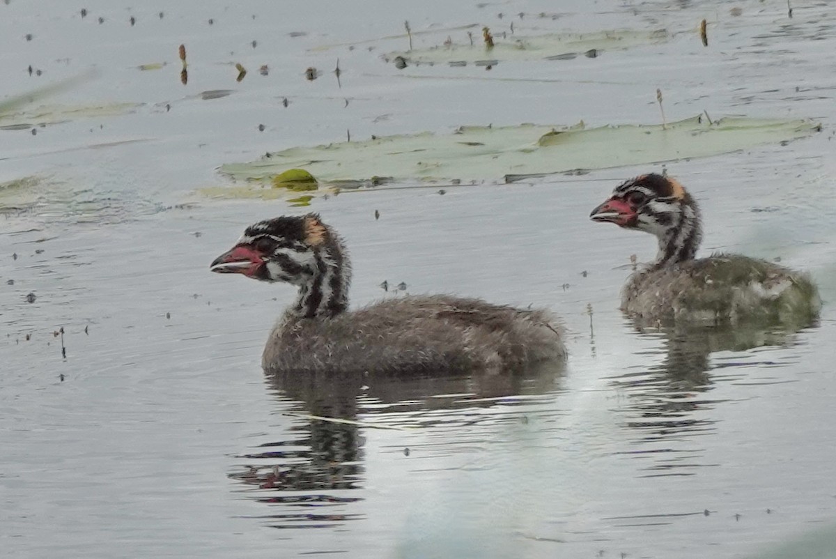 Pied-billed Grebe - ML620533017