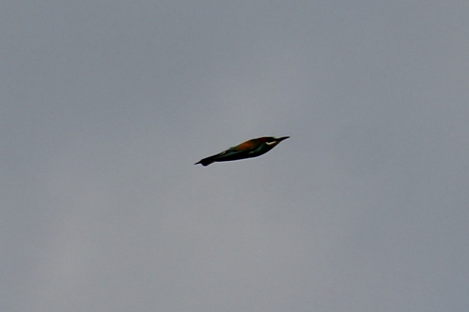 European Bee-eater - ML620533020