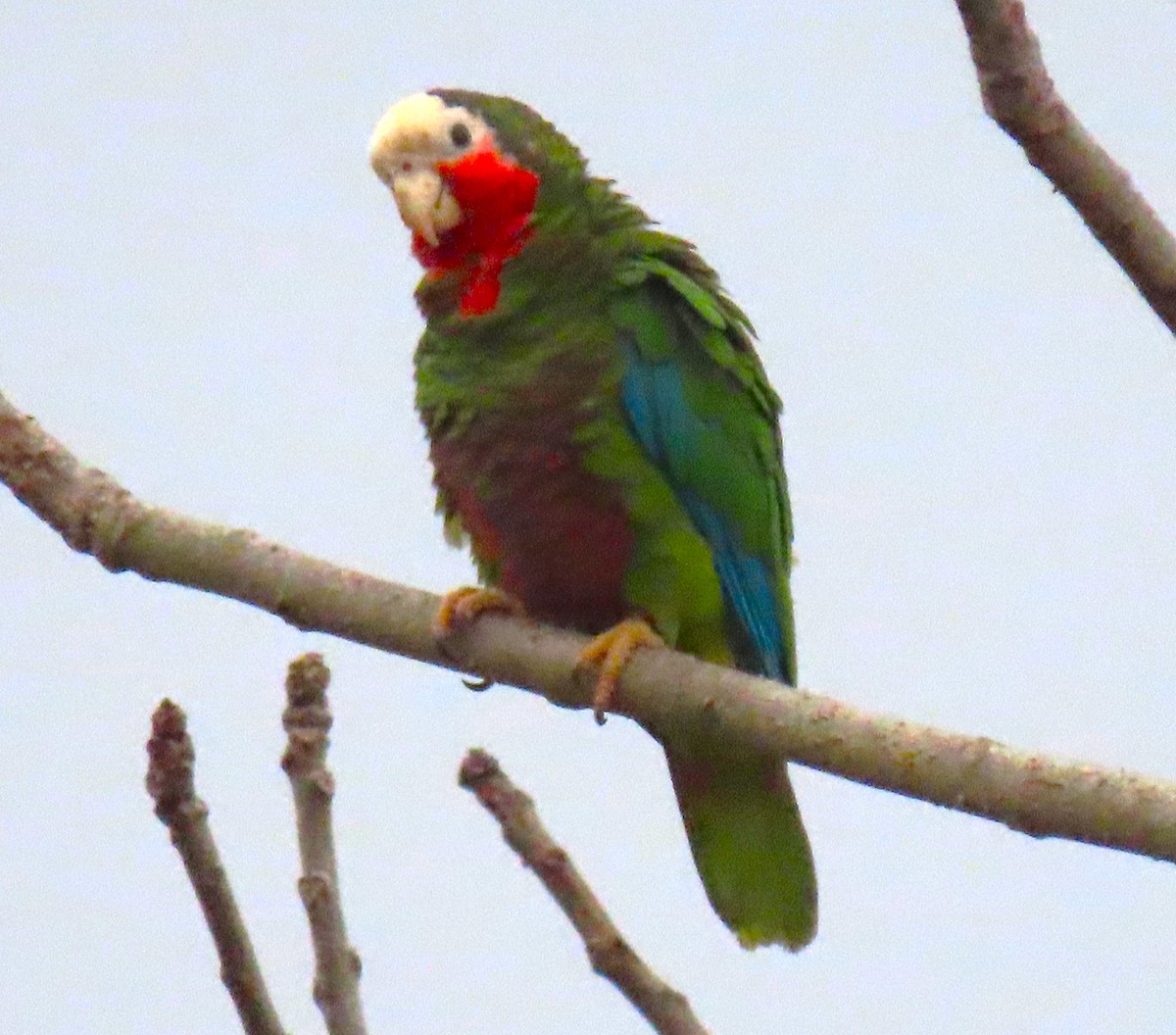 サクラボウシインコ - ML620533024