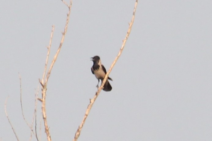 Hooded Crow - Vladislav Kurakhtenkov