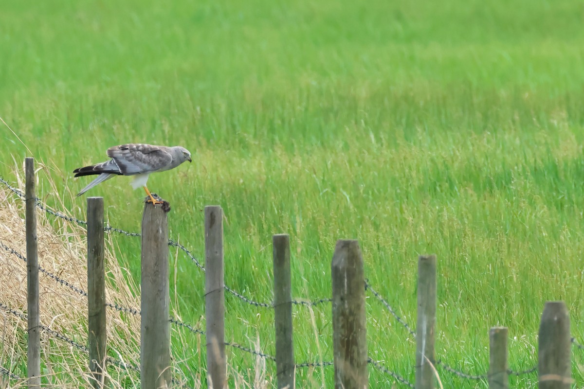 Northern Harrier - Serge Rivard