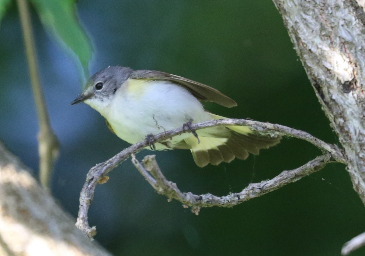 American Redstart - ML620533049