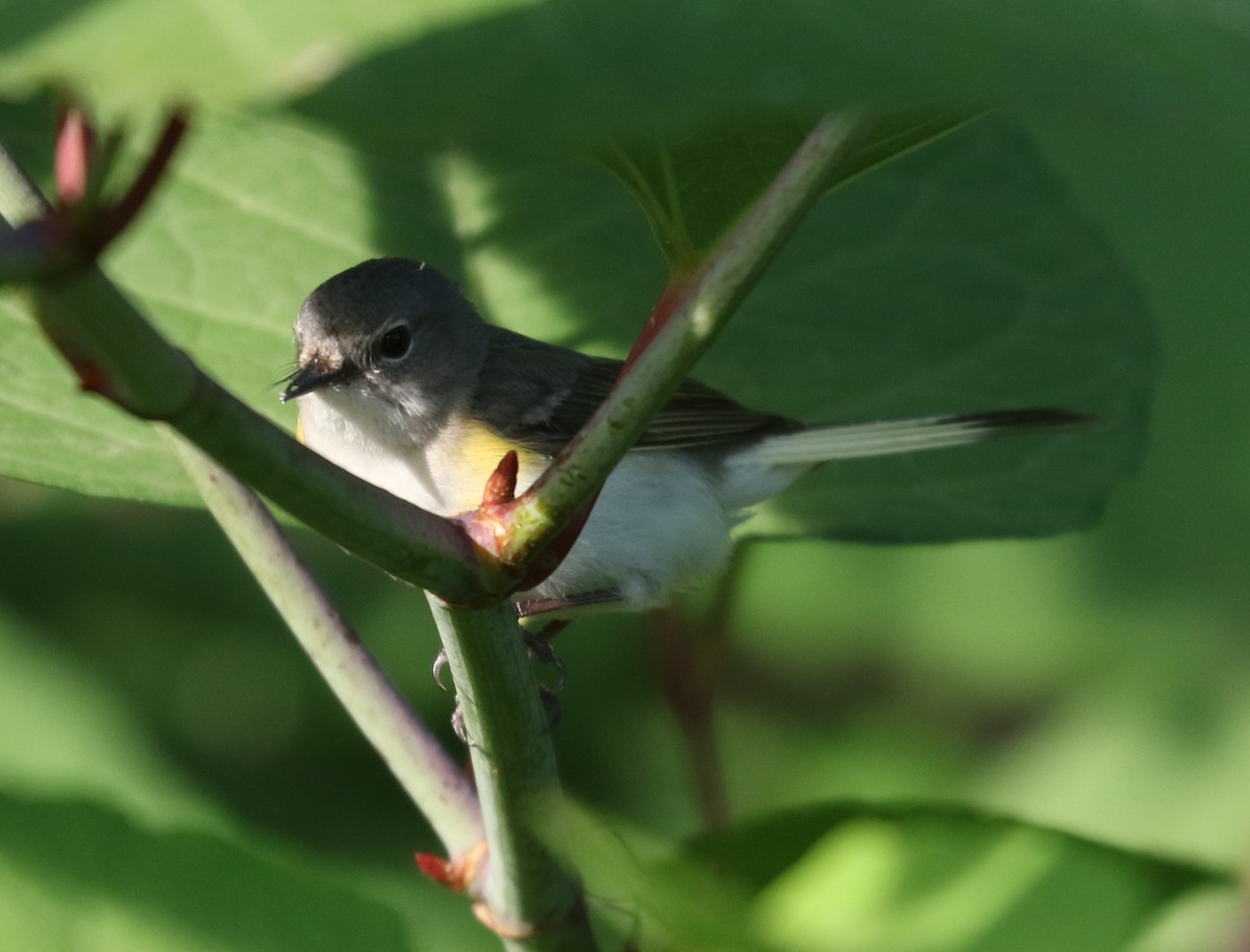 American Redstart - ML620533050