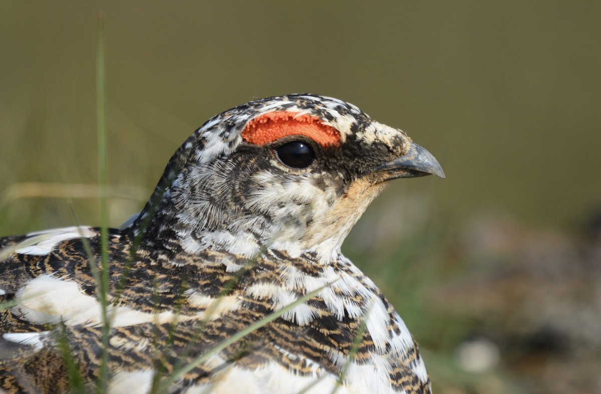 Rock Ptarmigan - ML620533061