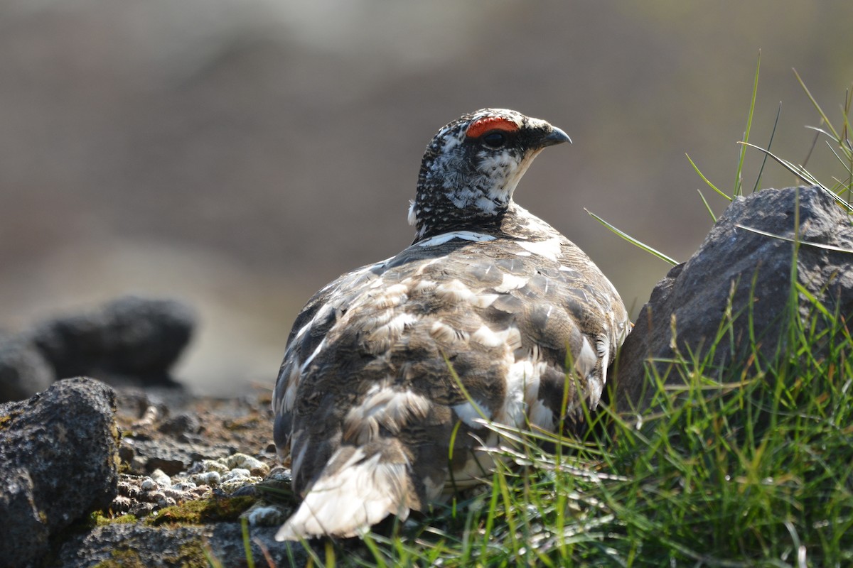 Rock Ptarmigan - Anonymous