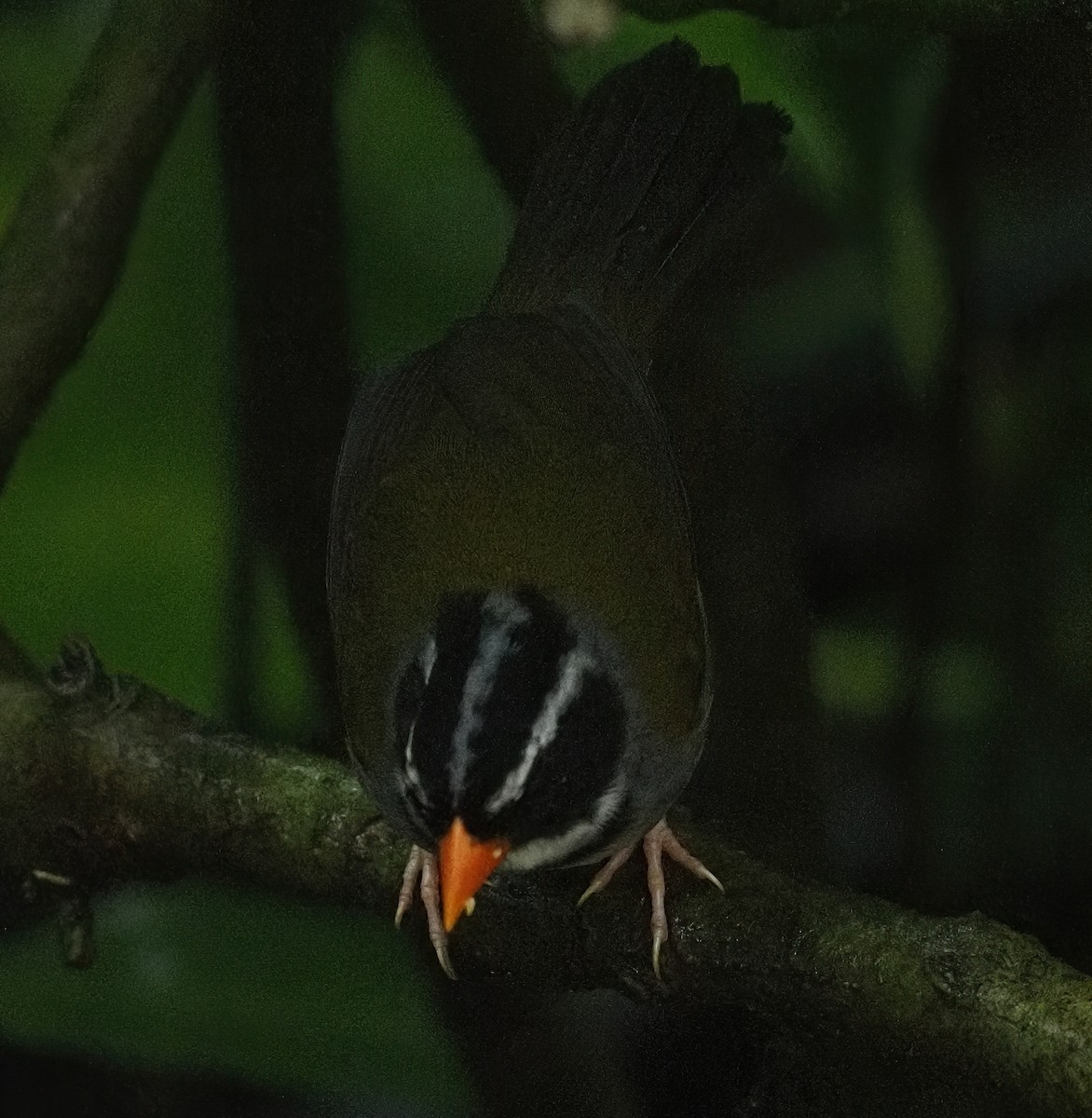 Orange-billed Sparrow - ML620533067