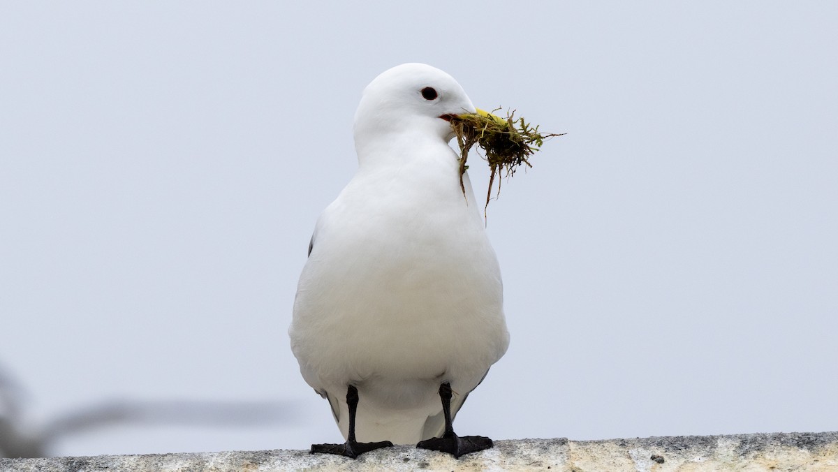 Black-legged Kittiwake - ML620533068