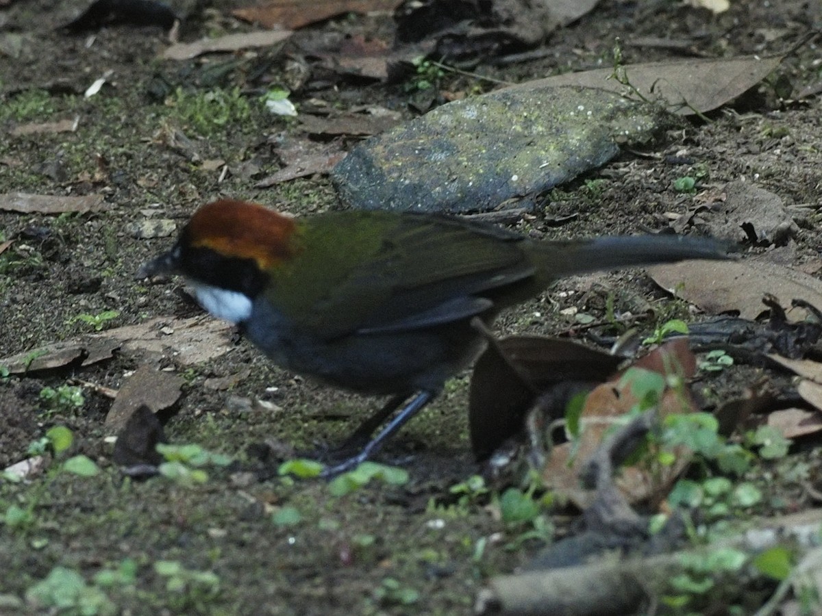 Chestnut-capped Brushfinch - ML620533069