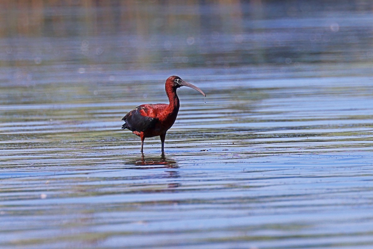 Glossy Ibis - ML620533070