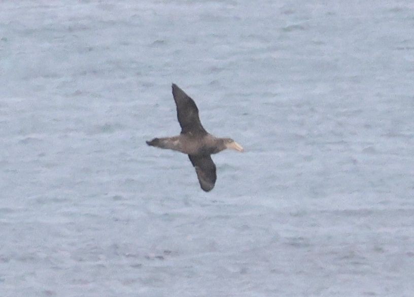 Northern Giant-Petrel - ML620533076