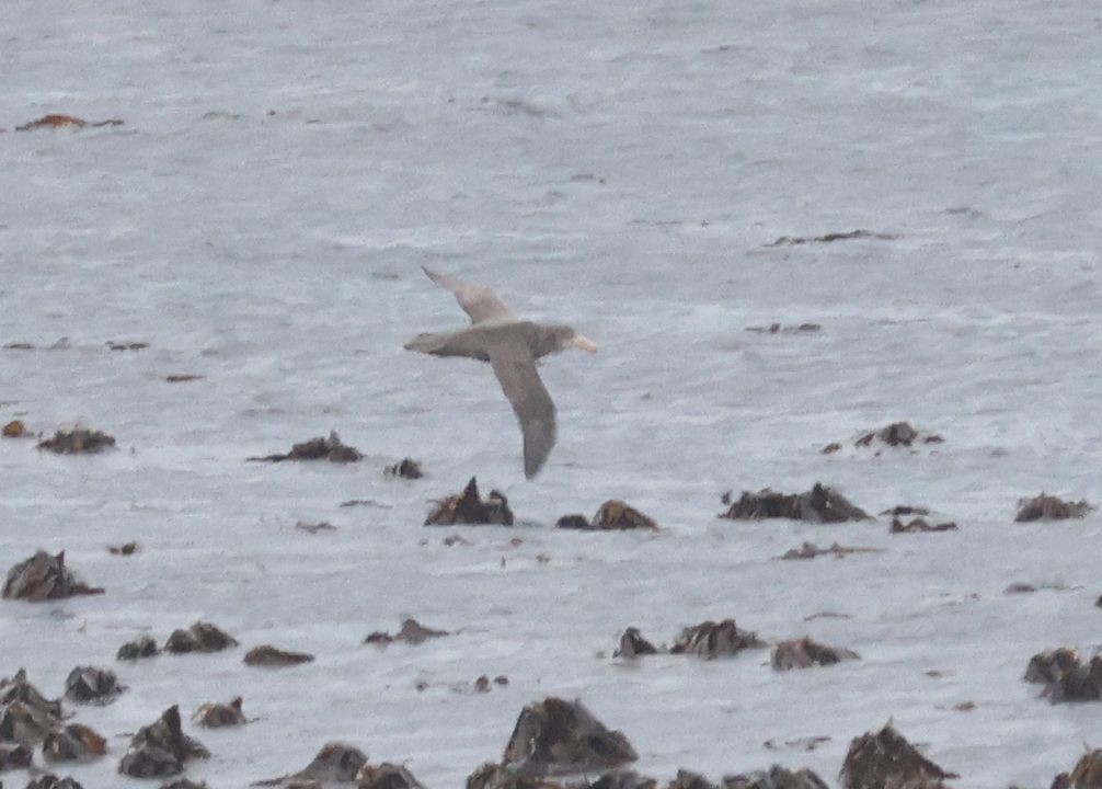 Northern Giant-Petrel - ML620533077