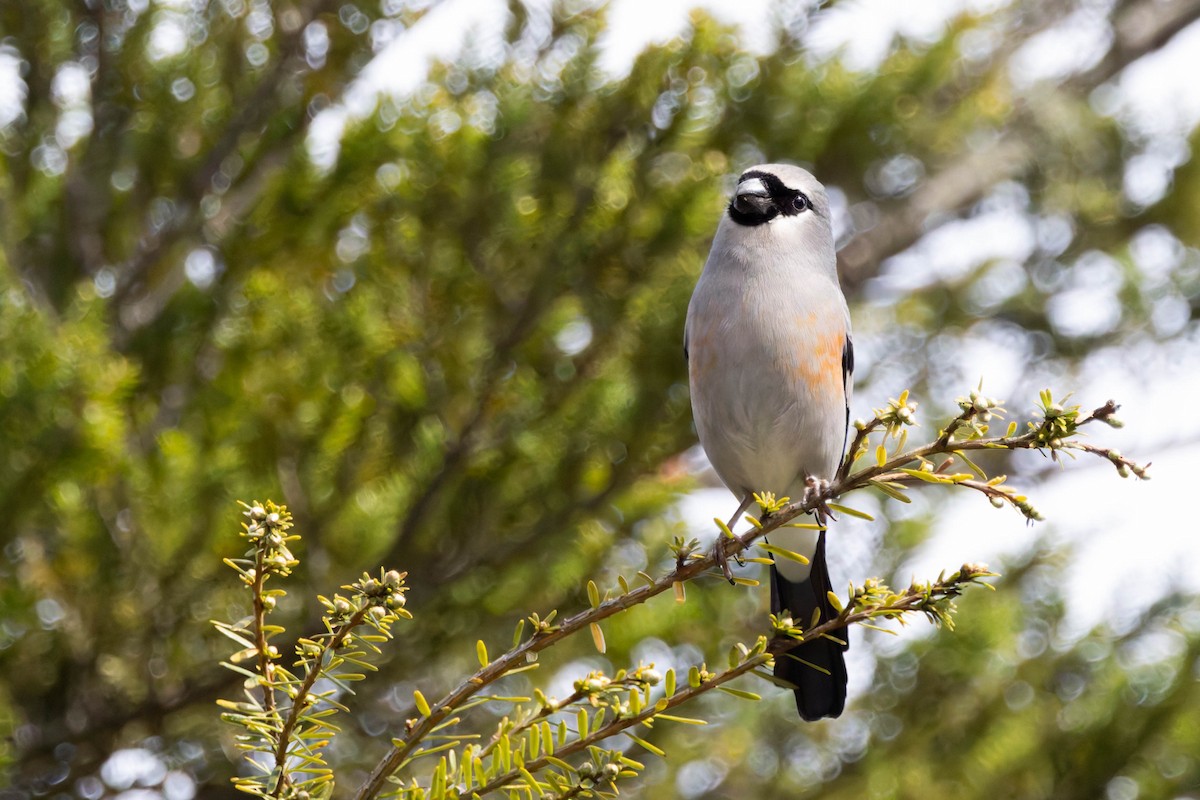 Taiwan Bullfinch - ML620533079