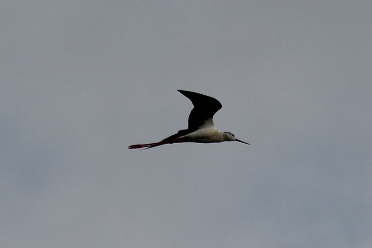 Black-winged Stilt - ML620533081