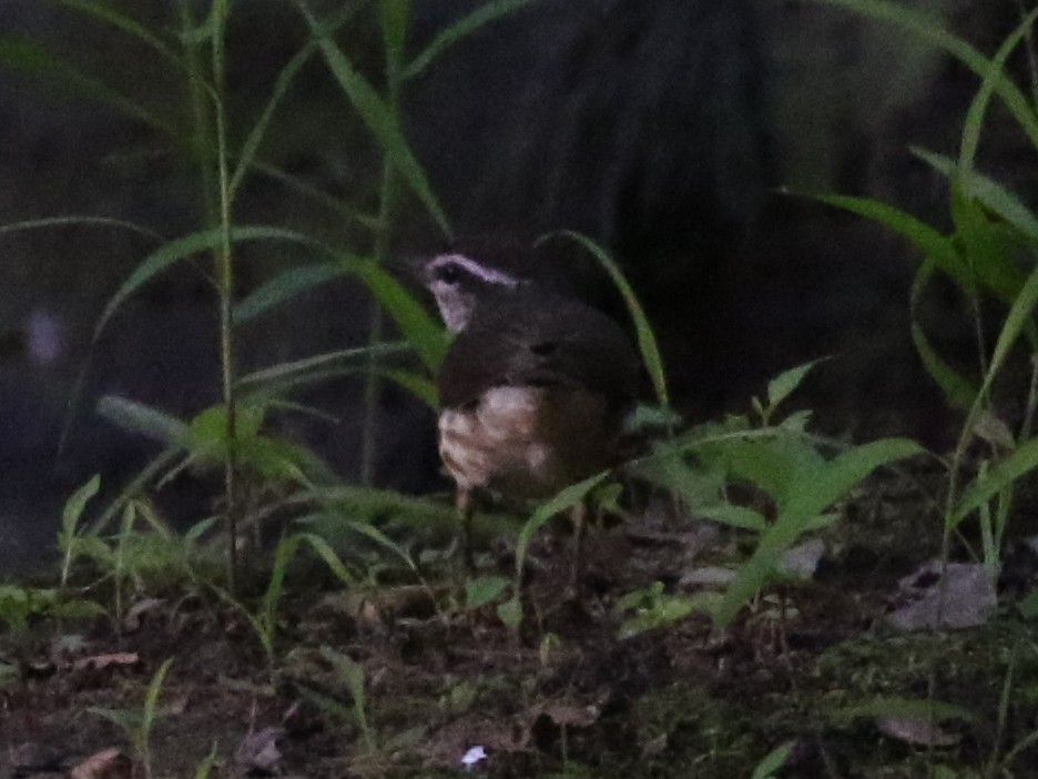 Louisiana Waterthrush - ML620533085