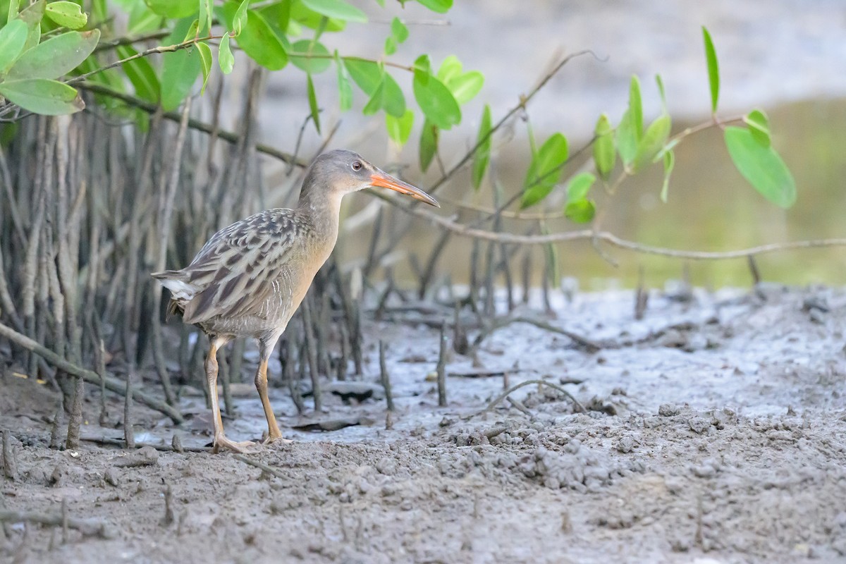 Ridgway's Rail - ML620533088