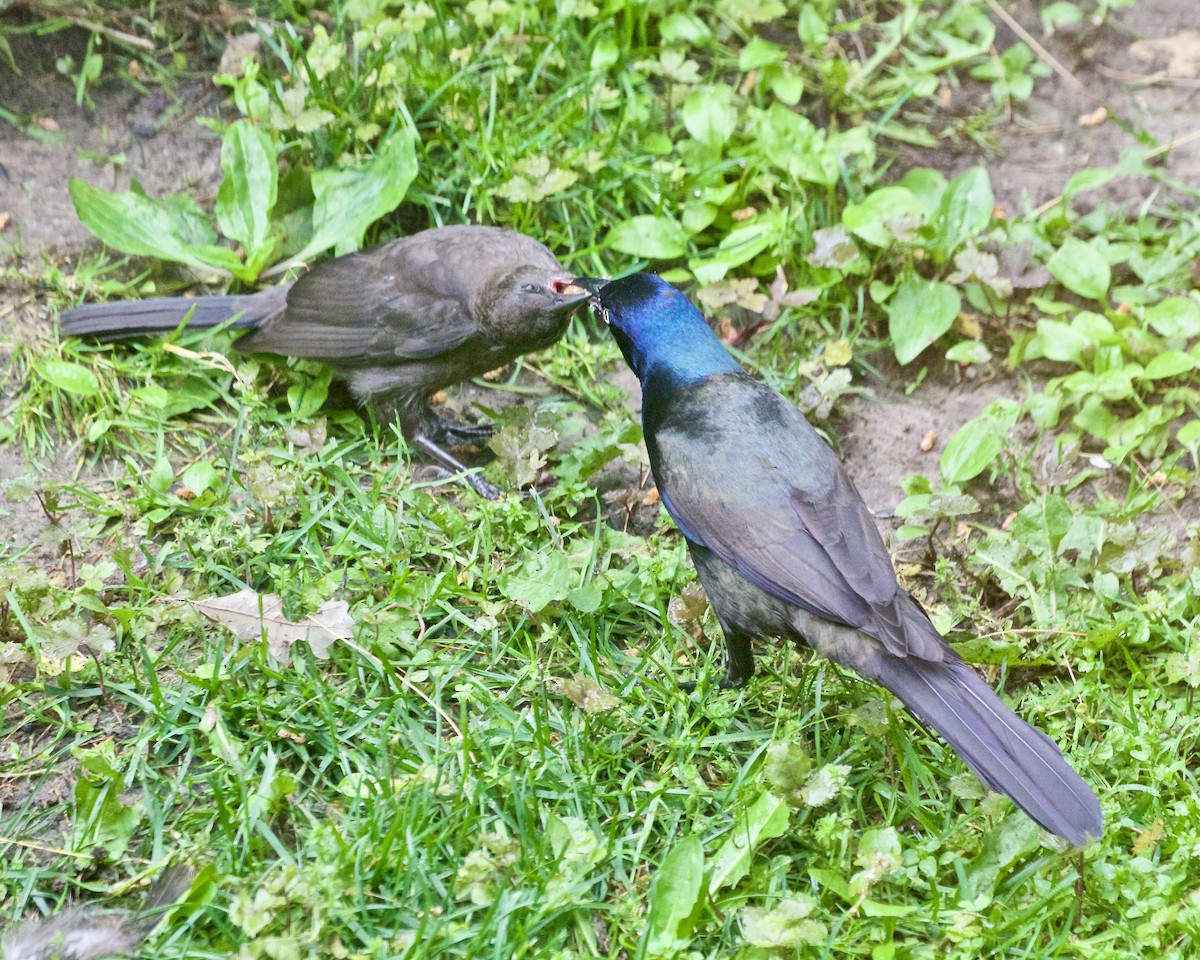 Common Grackle - ML620533092