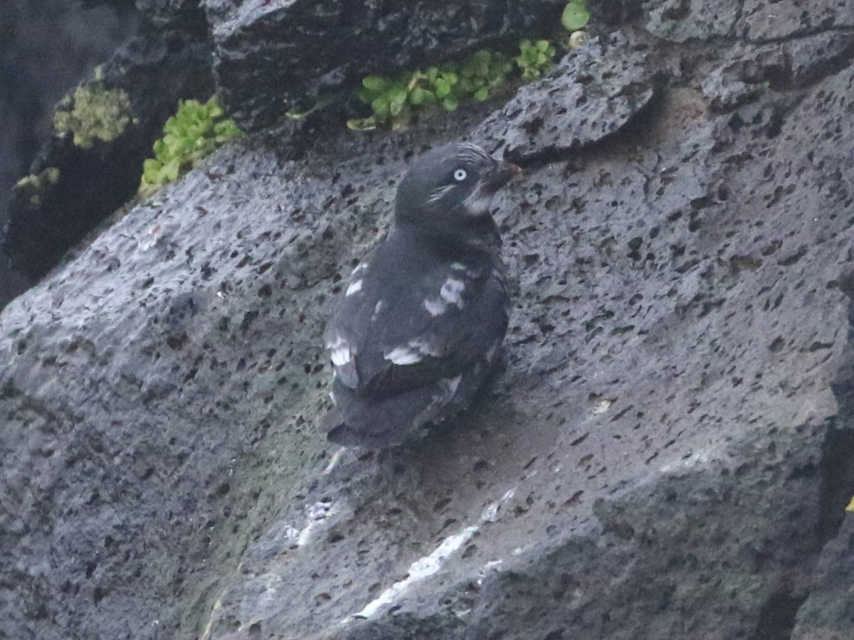 Least Auklet - ML620533102