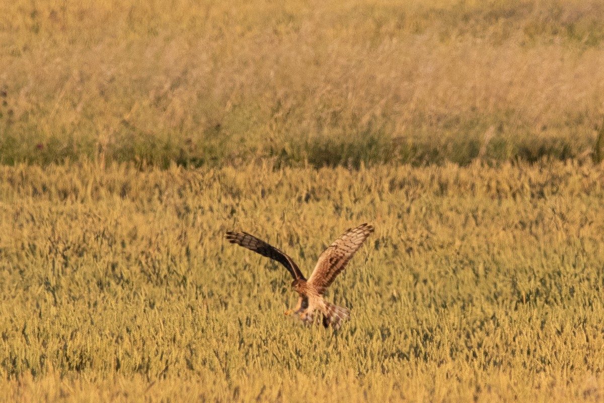 Aguilucho Cenizo - ML620533107