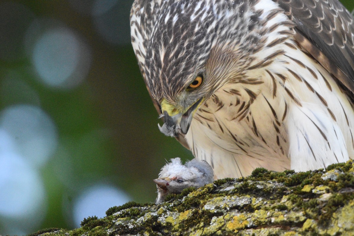 Cooper's Hawk - ML620533117