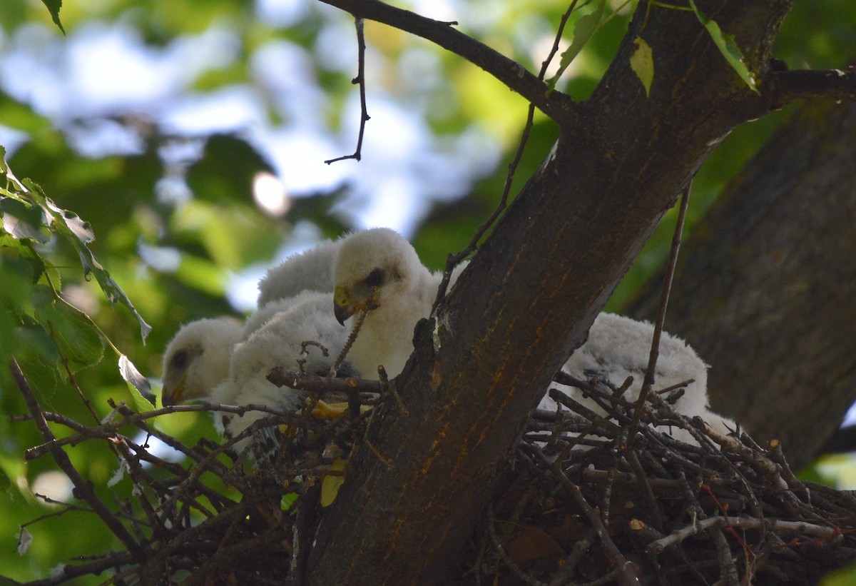 Cooper's Hawk - ML620533118