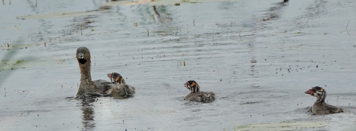 Pied-billed Grebe - ML620533131