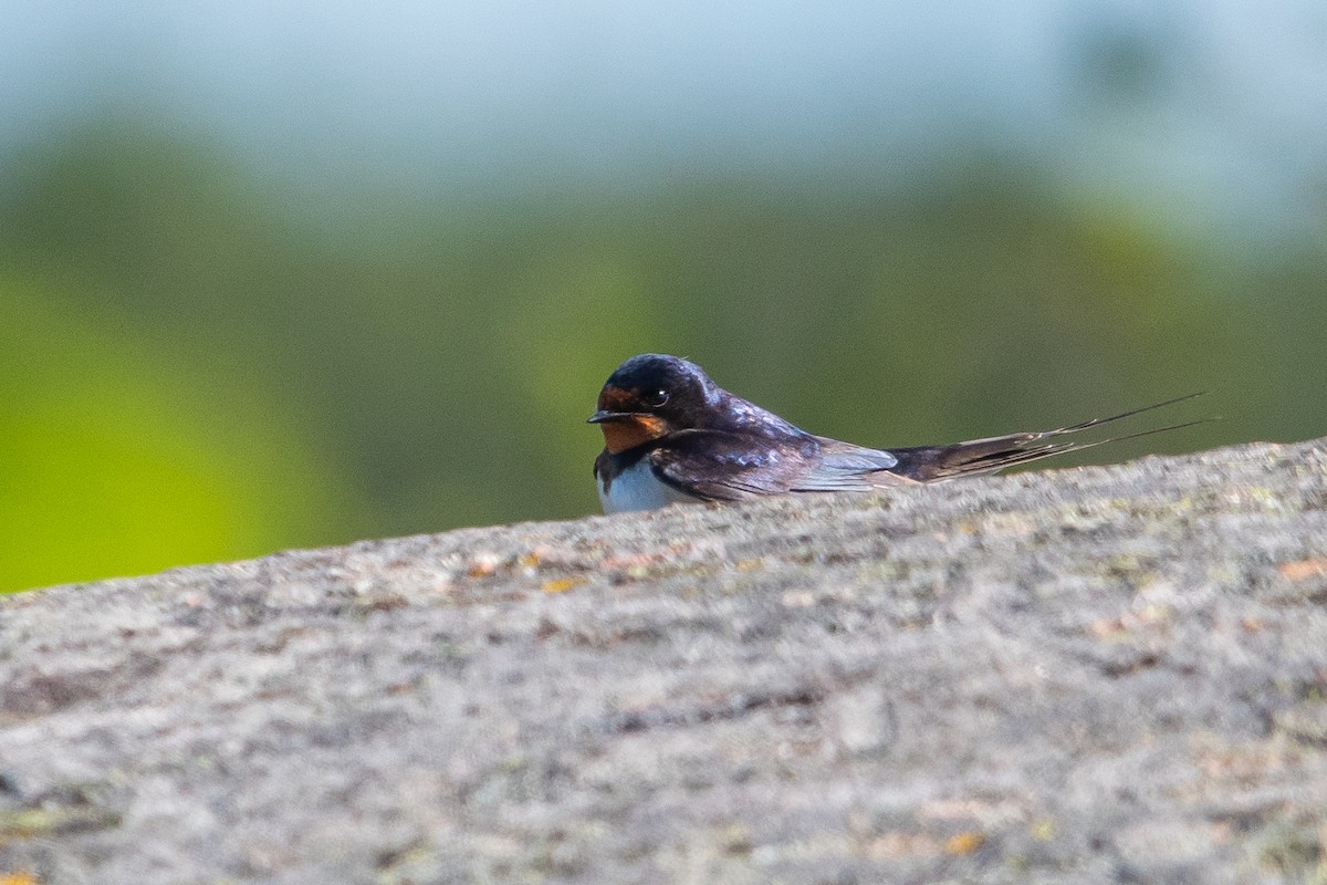 Barn Swallow - ML620533135