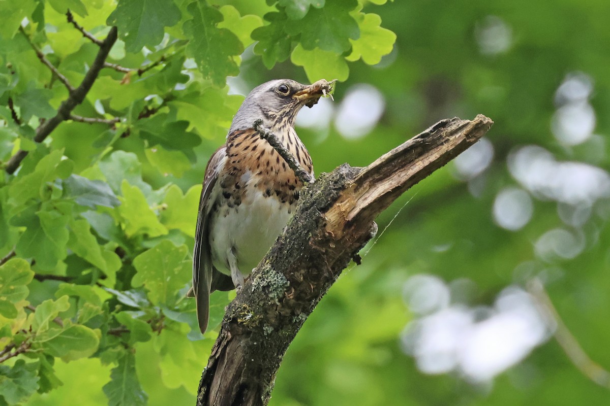 Fieldfare - ML620533140