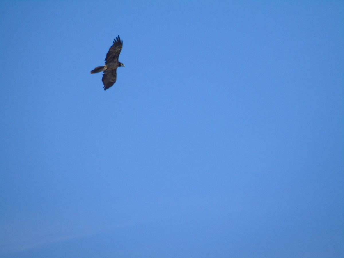 Bearded Vulture - ML620533144