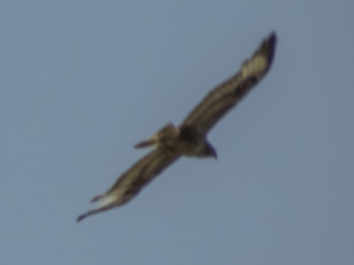 Long-legged Buzzard - ML620533145