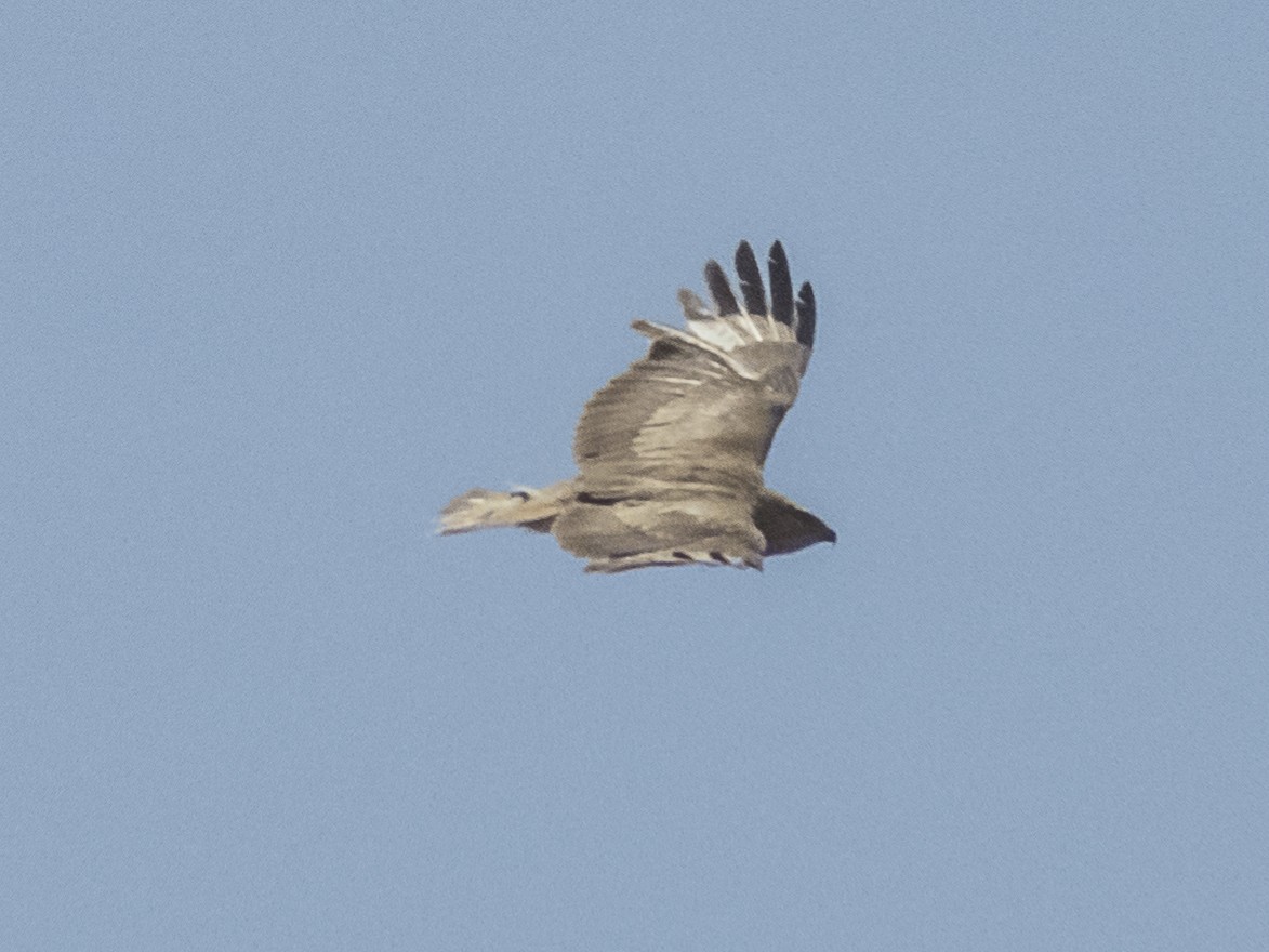 Long-legged Buzzard - ML620533146