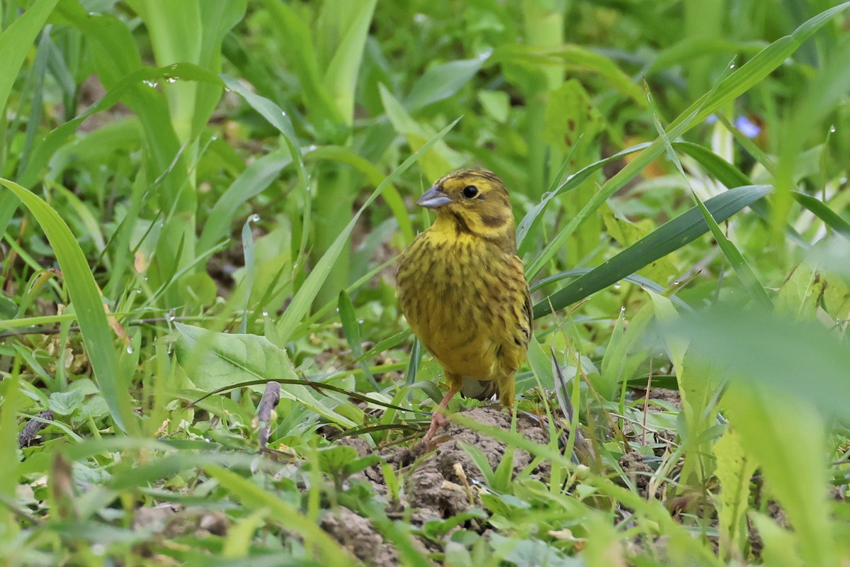 Yellowhammer - ML620533149