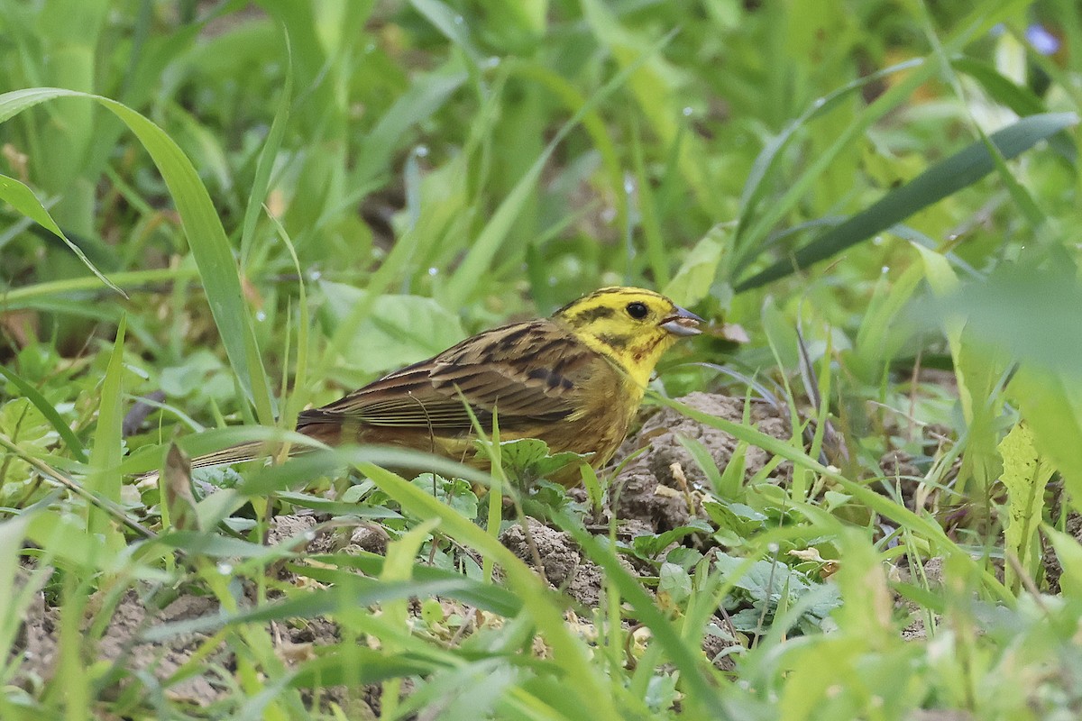 Bruant jaune - ML620533150