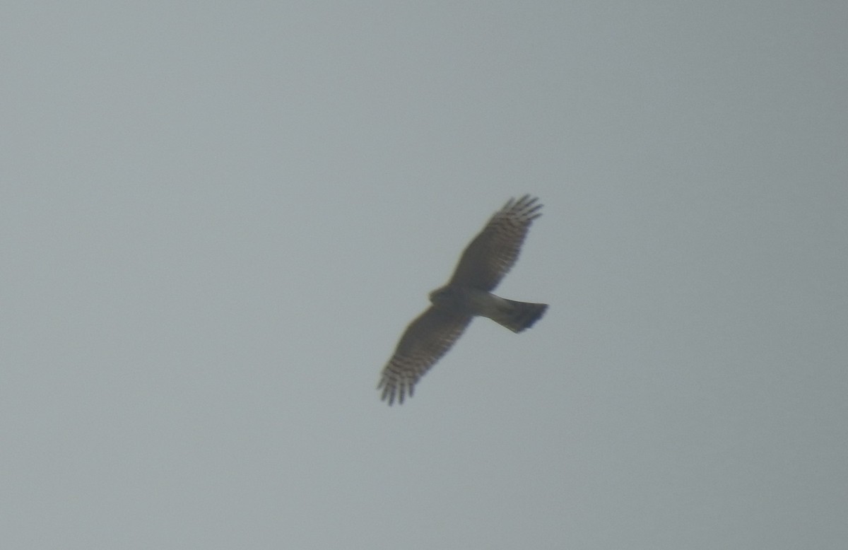 Eurasian Sparrowhawk - ML620533167