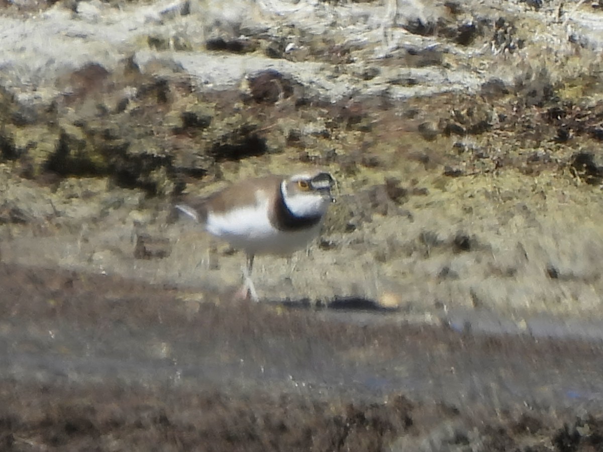 Little Ringed Plover - ML620533169