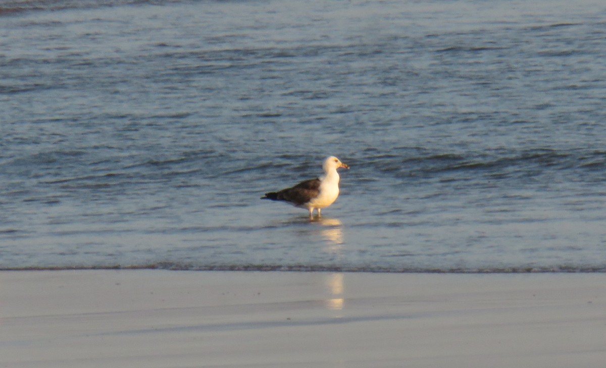 Lesser Black-backed Gull - ML620533175