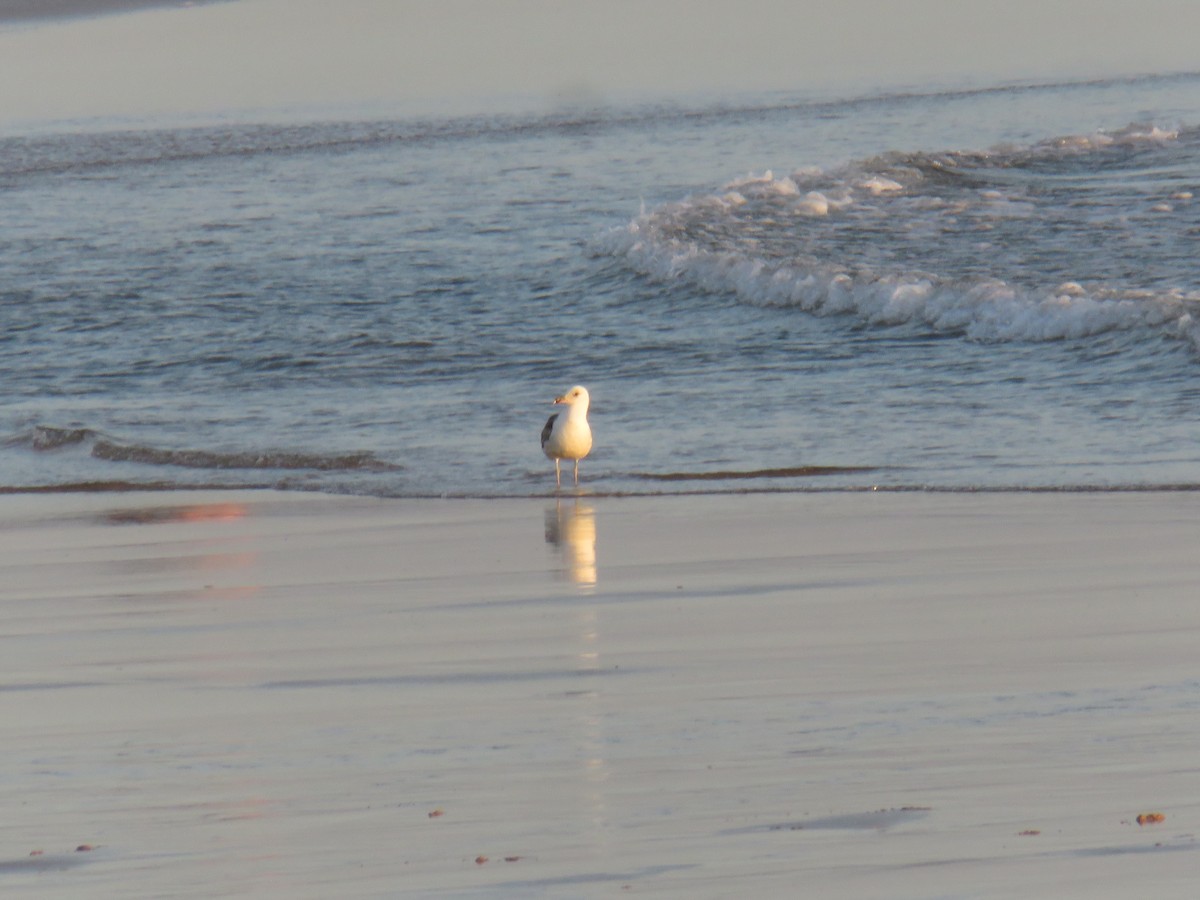 Lesser Black-backed Gull - ML620533181