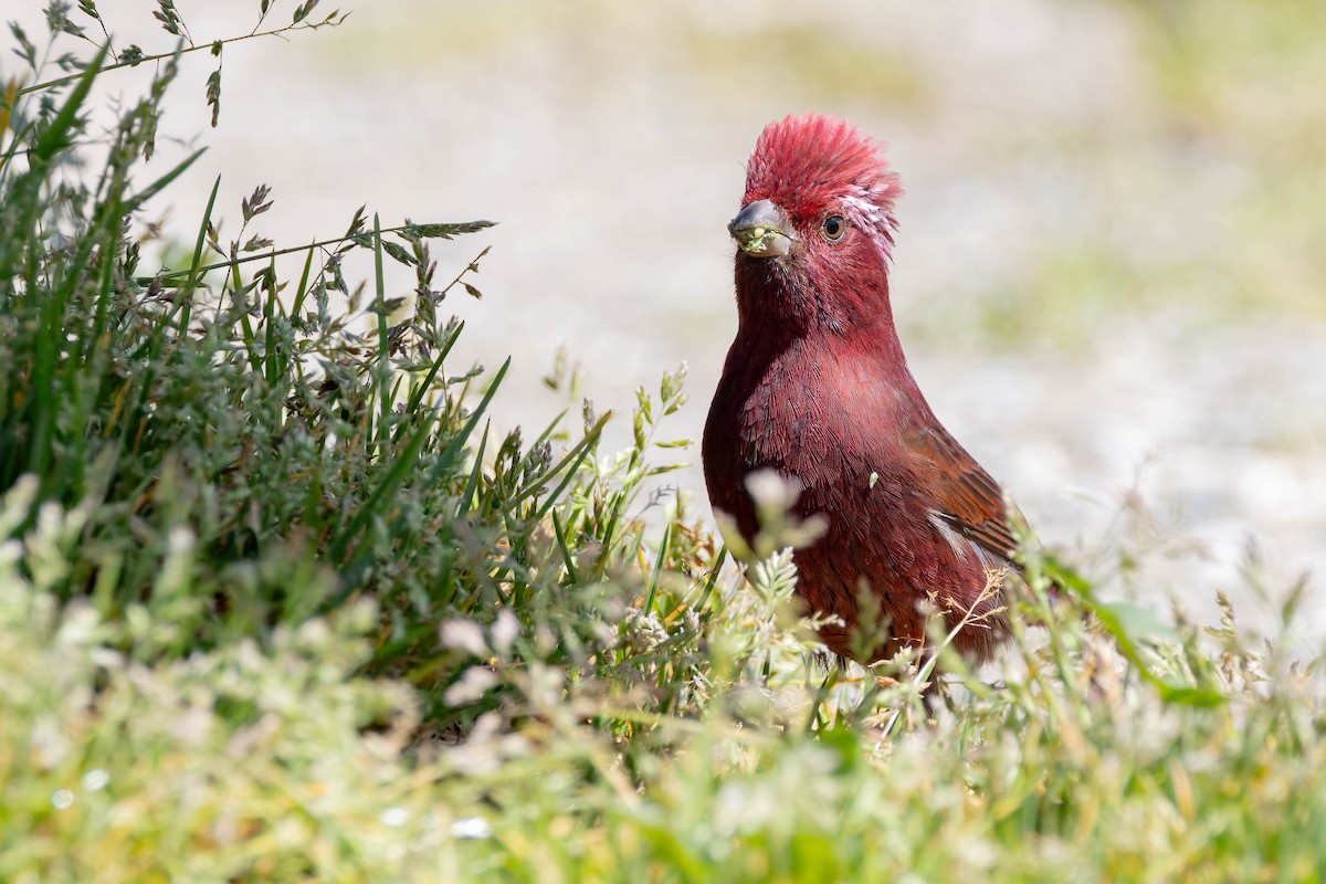 Taiwan Rosefinch - ML620533186