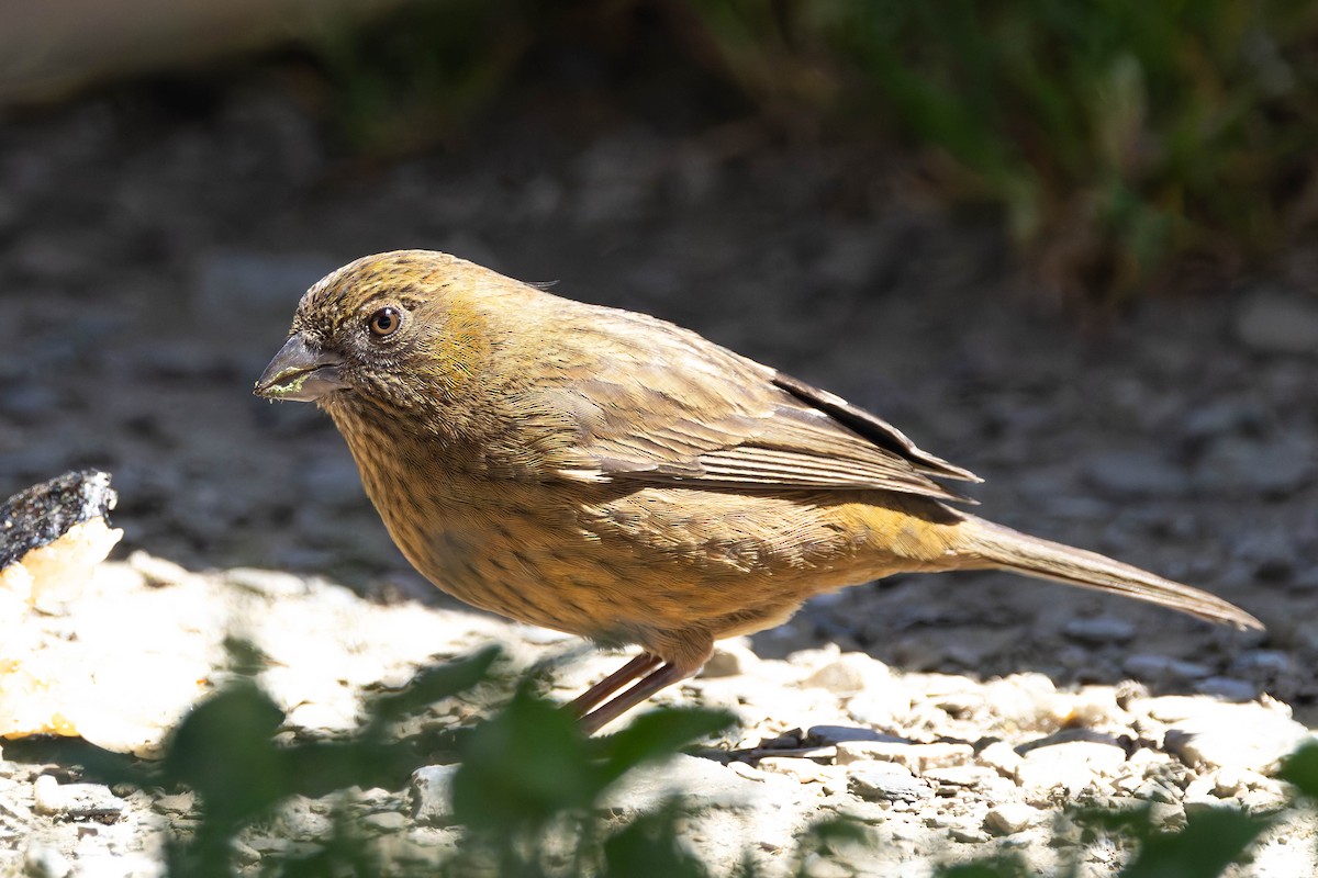 Taiwan Rosefinch - ML620533190