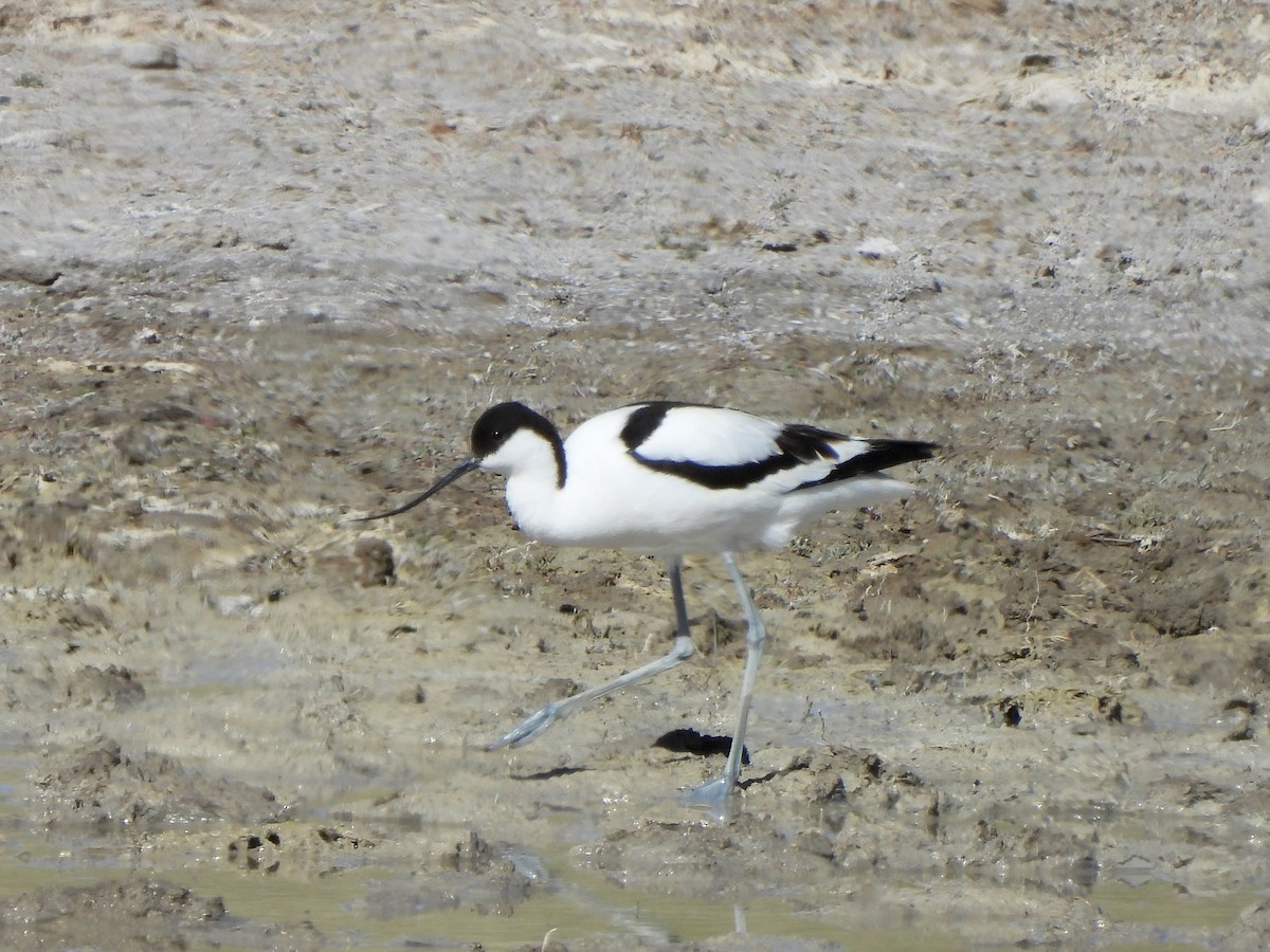 Pied Avocet - ML620533191