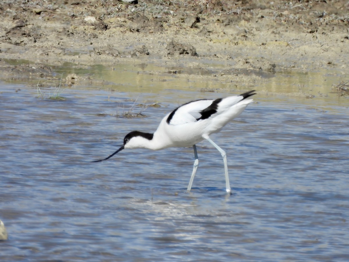 Avocette élégante - ML620533192