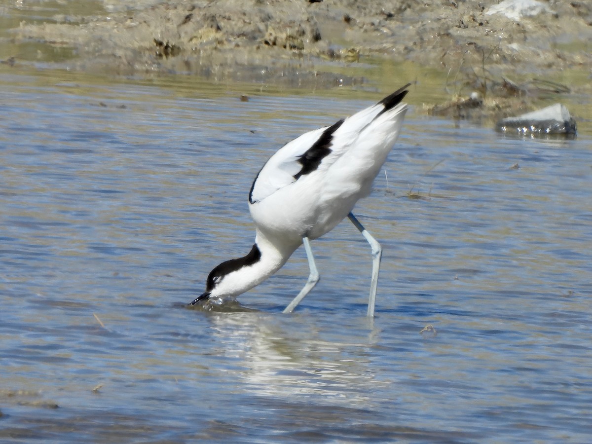 Pied Avocet - ML620533193