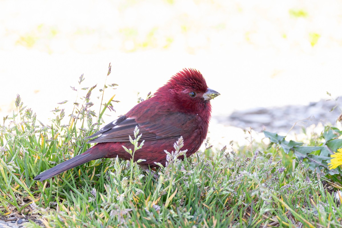 Taiwan Rosefinch - ML620533195