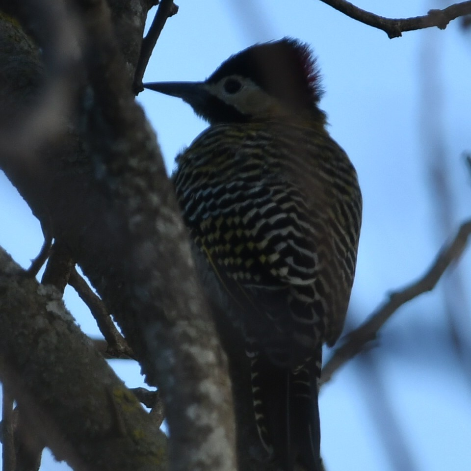 Green-barred Woodpecker - ML620533196