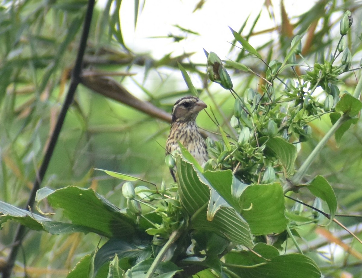 Rose-breasted Grosbeak - ML620533200