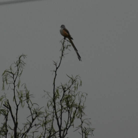 Scissor-tailed Flycatcher - ML620533206