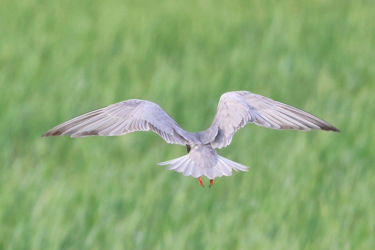 Whiskered Tern - ML620533208