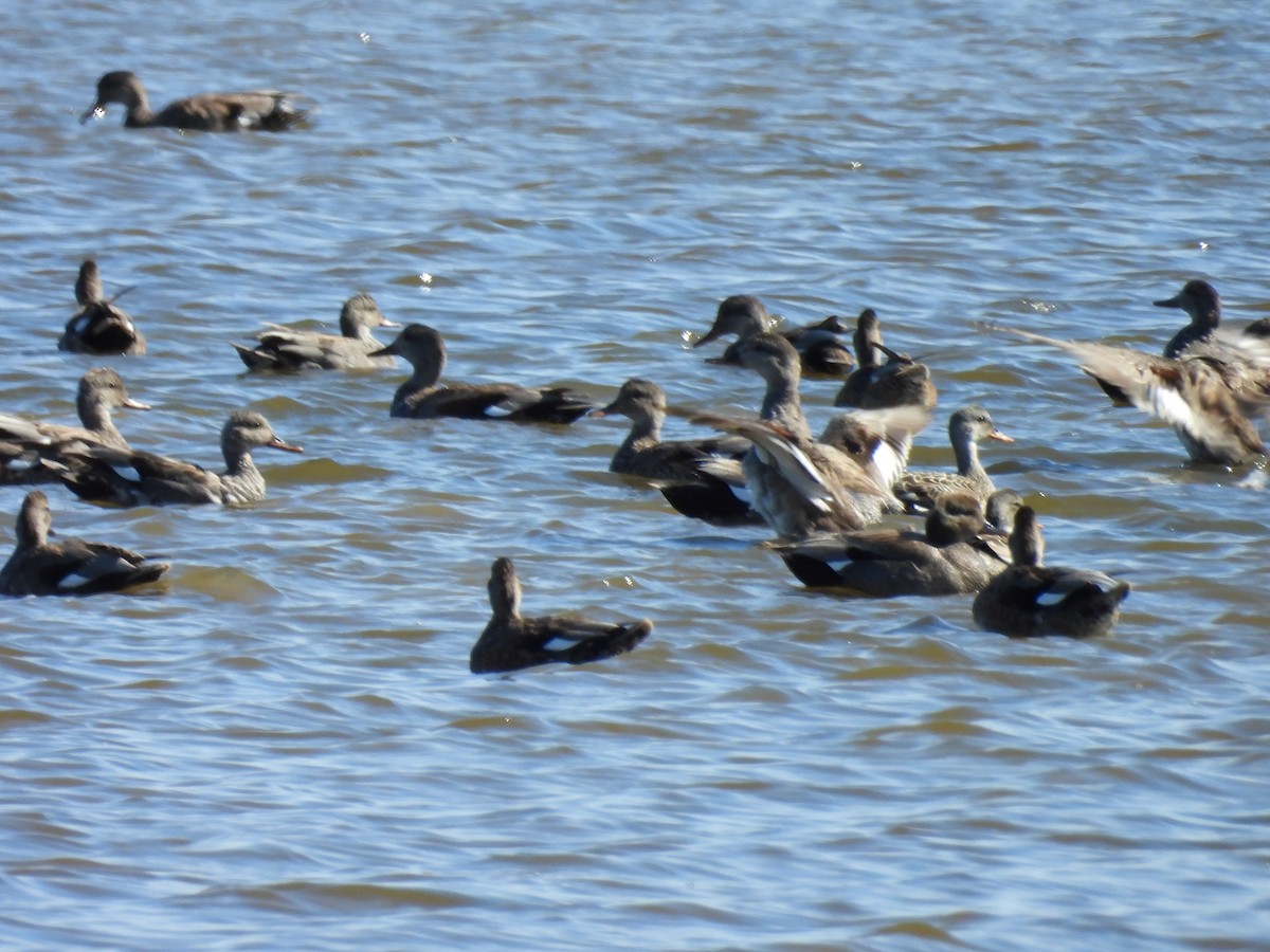 Gadwall - ML620533215