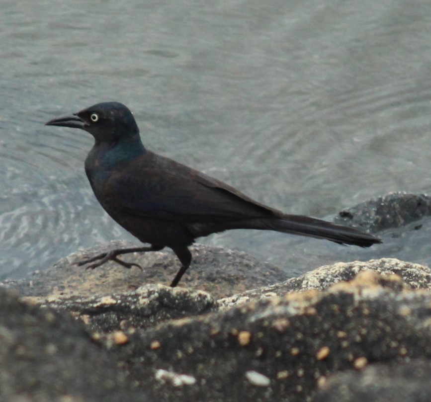 Common Grackle - ML620533216